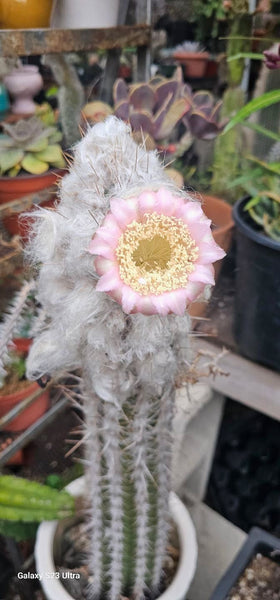 Pilocereus Palmeri (cutting ) 14-18 tall