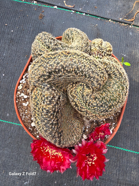 Crested echinopsis famatimensis cristata 6"