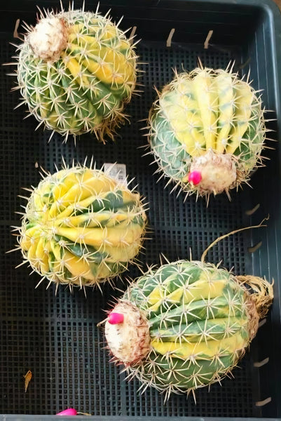 Melocactus Curvispinus Subsp.Caesius 'Variegata'