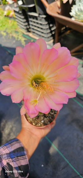 Hans Britsch Trichocereus Hybrids