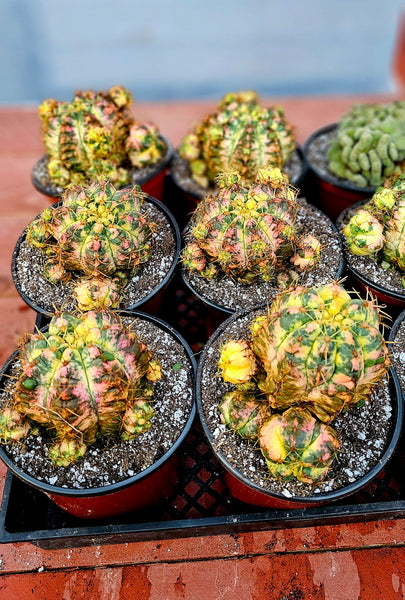 Gymnocalycium horstii variegated