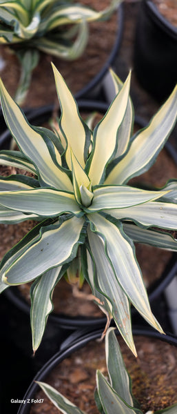 Agave Ivory Star 5gal