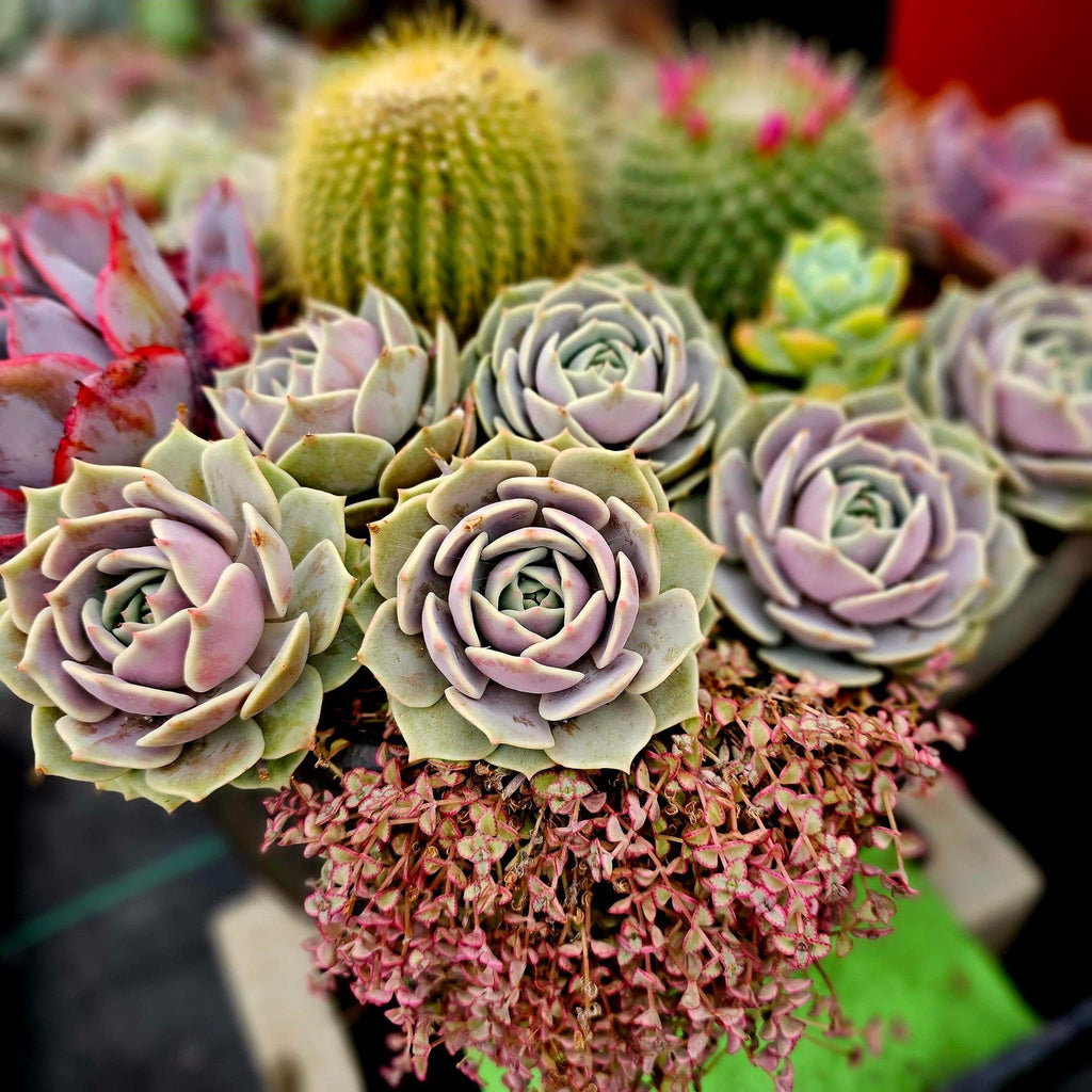 echeveria lola succulent care Echeveria "Lola" – AceMegaSucculents