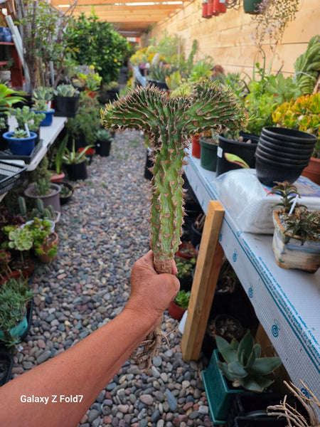 Crested Euphorbia Viguieri