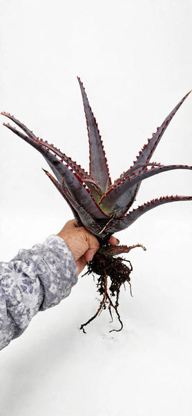 Aloe Divaricata 'diablo" 1gal