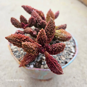 Adromischus marianae forma 'herrii'