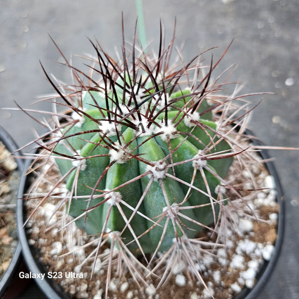 Melocactus Warasii