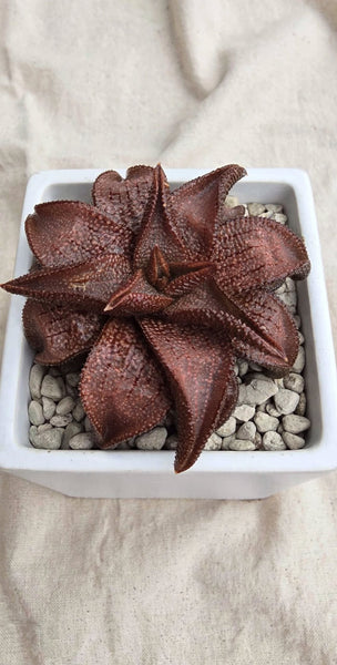 Rare Haworthia