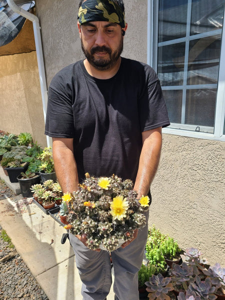 Copiapoa leonensis