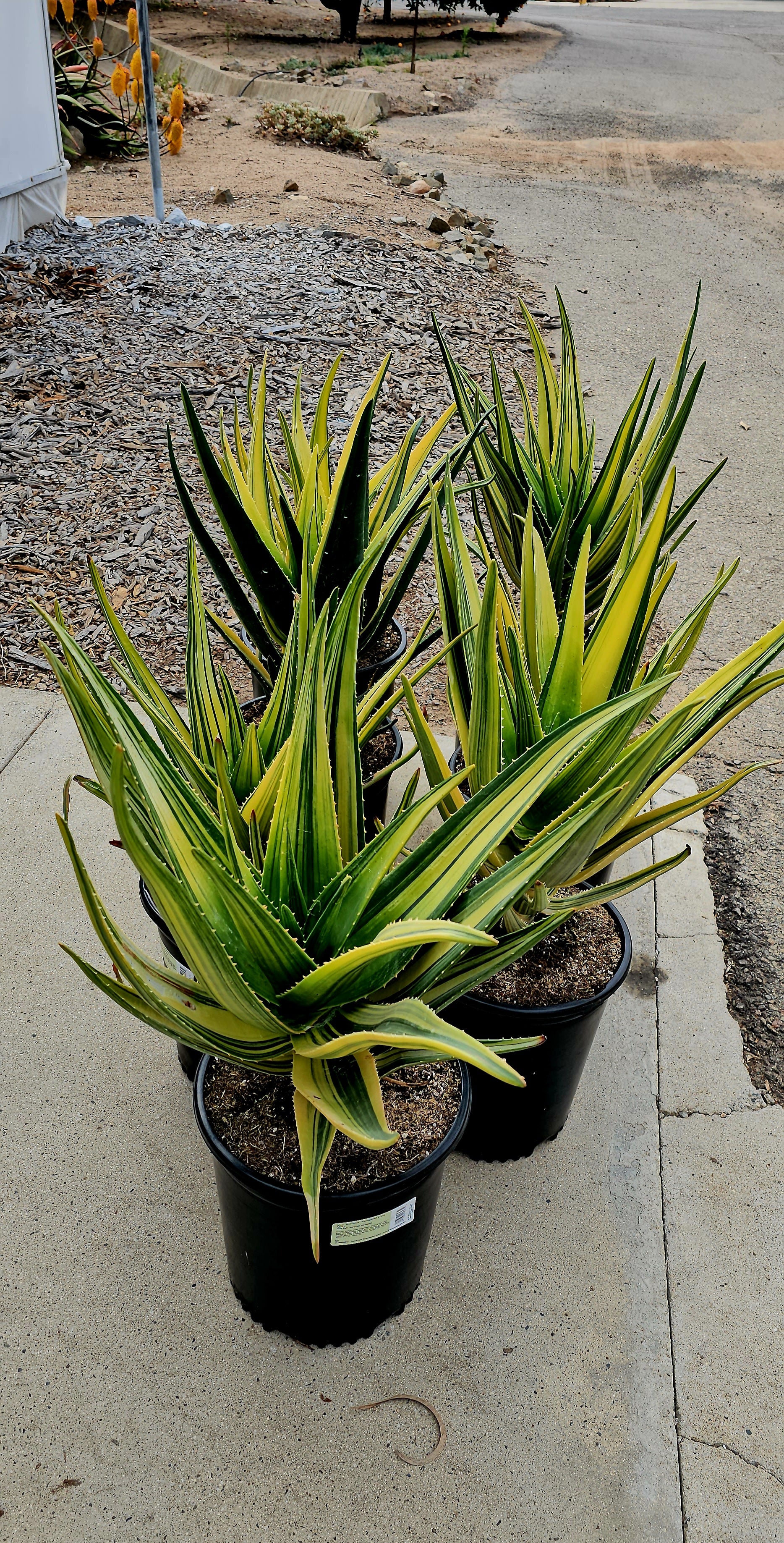 aloe hercules VARIAGATED ALOE HERCULES 5gal. – AceMegaSucculents