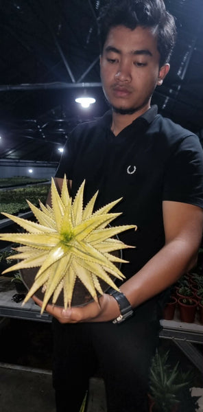 Rare Aloe Jacunda