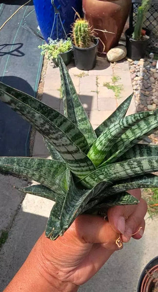 Sanseveria Ghania