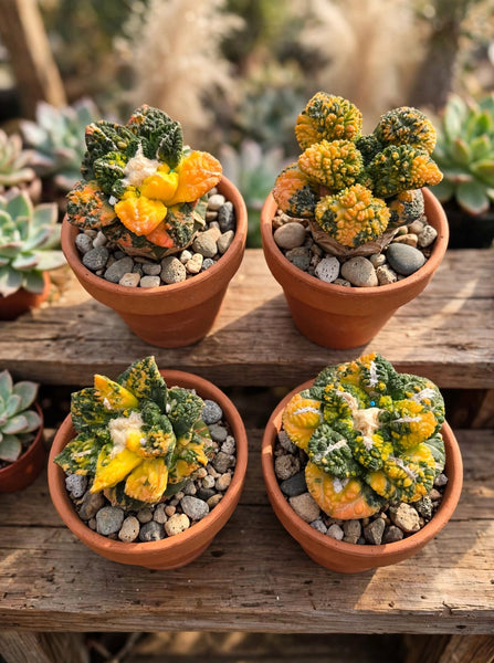 Ariocarpus fissuratus var. lloydii 'Godzilla' variegated (grafted)