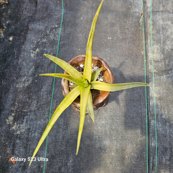 Sansevieria Gracillima