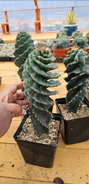 SPIRAL CACTUS