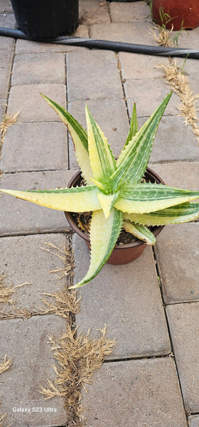 ALOE Maculata variegated 8"