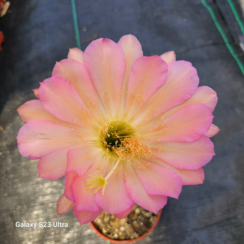 Hans Britsch Trichocereus Hybrids