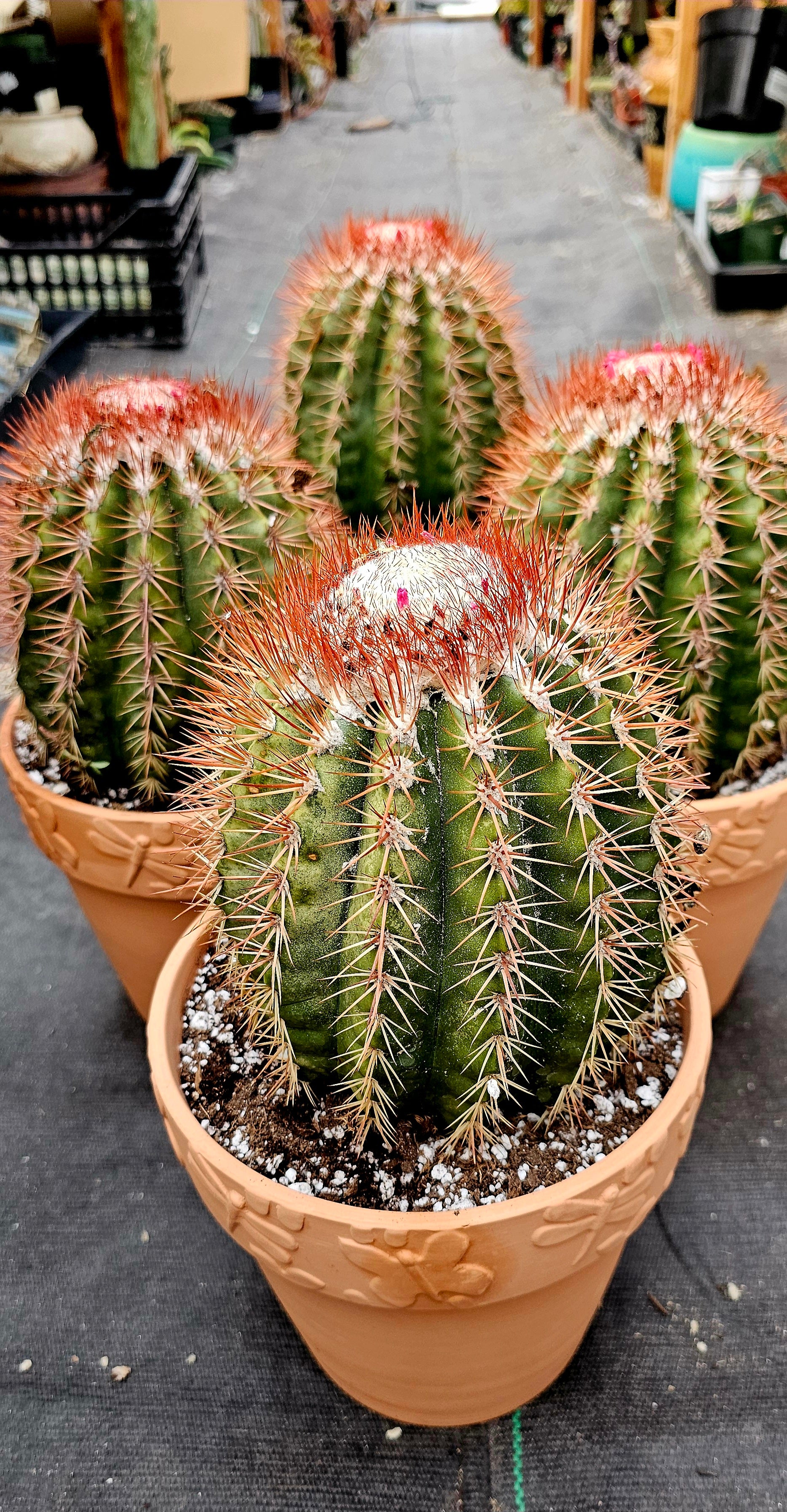 Rare Melocactus Broadwayi – AceMegaSucculents