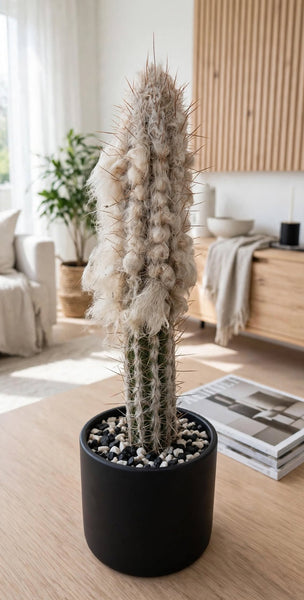 Pilocereus Palmeri (Rooted ) 14-18 tall