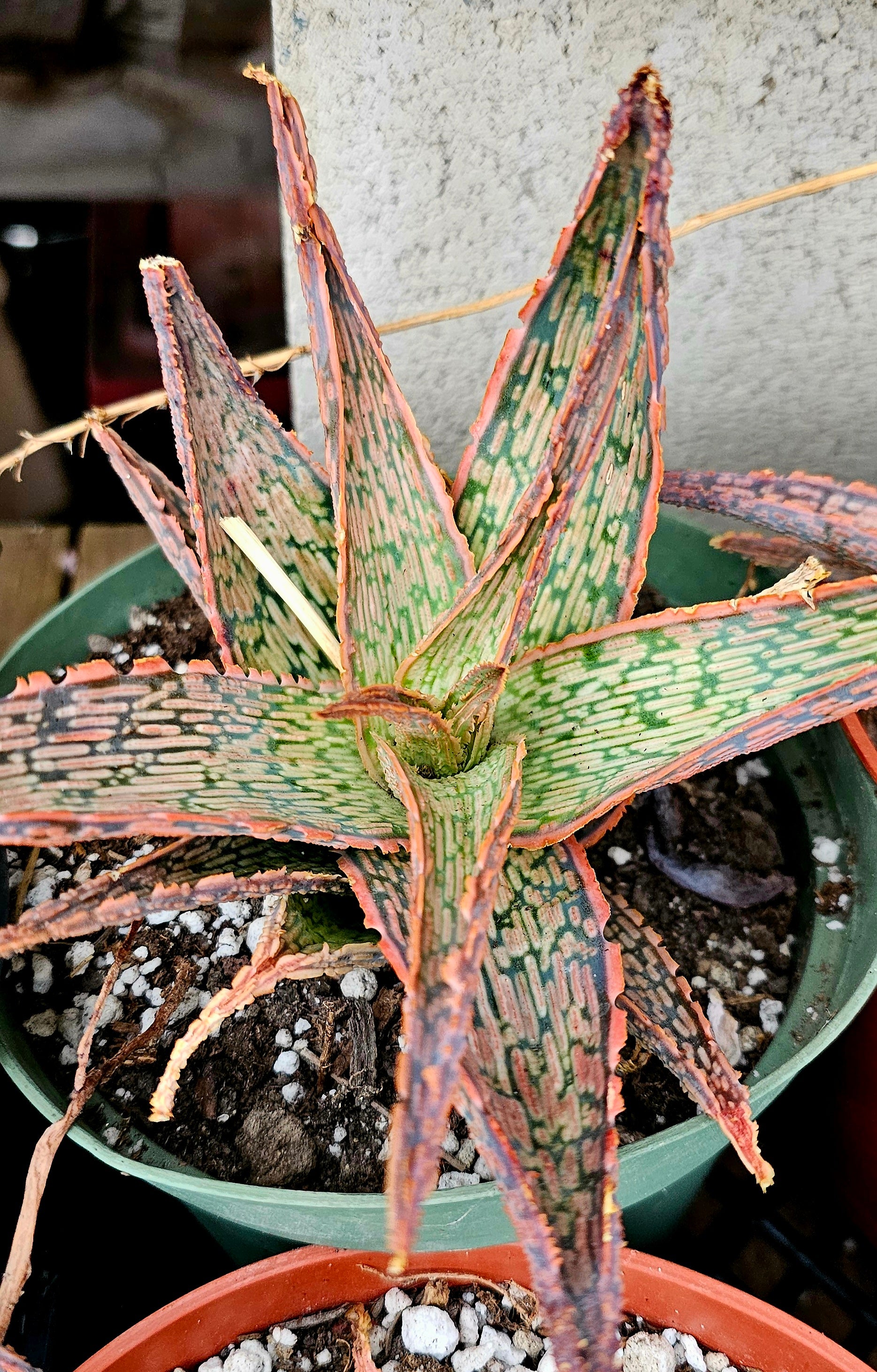 Aloe pink blush – AceMegaSucculents