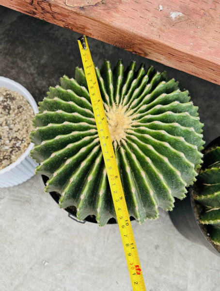 Ferocactus glaucescens cv. Inermis