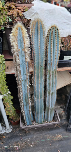 Blue Torch Cactus