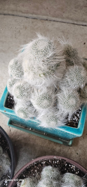 Mammillaria Hahniana Old Lady Cactus