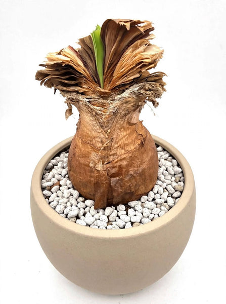 Boophone disticha