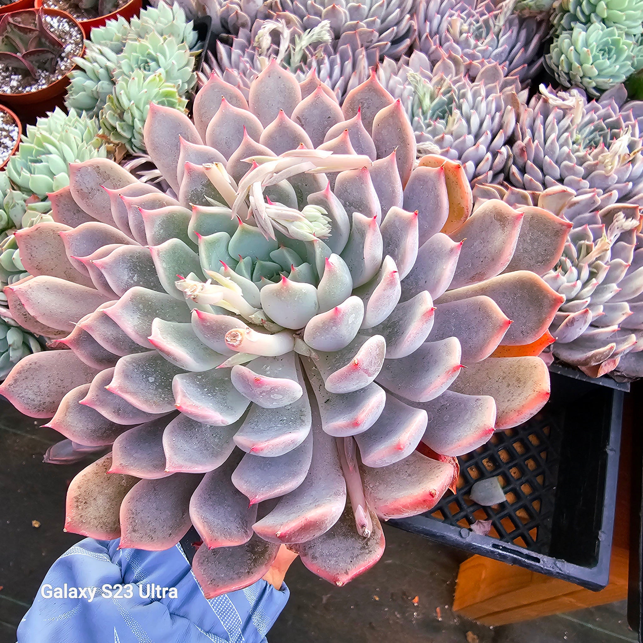 洋書 ECHEVERIA CULTIVARS 図鑑 Amazon.co.jp: 洋書 ECHEVERIA CULTIVARS 図鑑 : ホーム＆キッチン