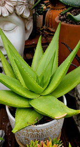 Aloe deltoideodonta var. fallax