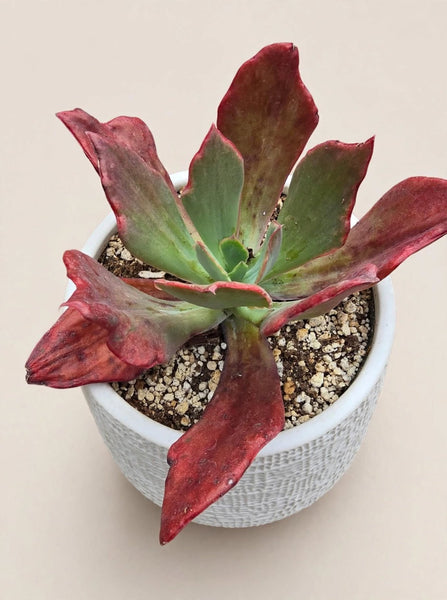 Echeveria Diamond State Rare Import