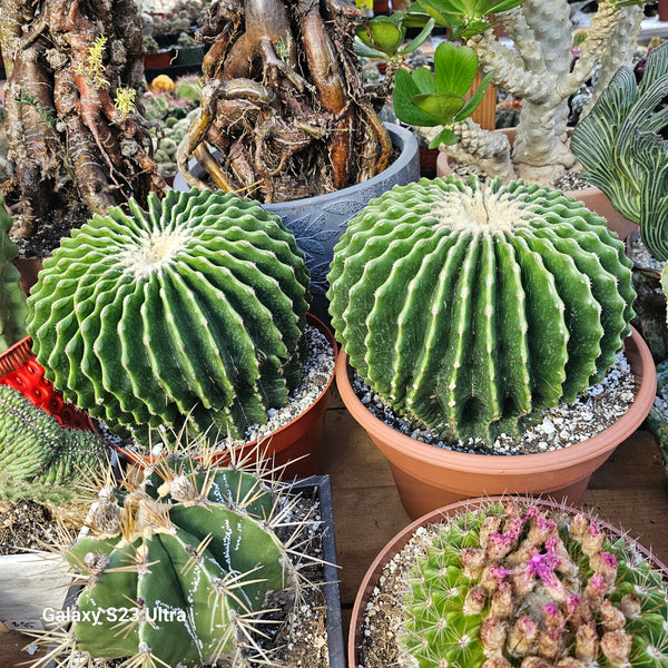 Ferocactus glaucescens cv. Inermis