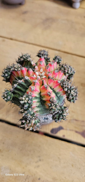 Gymnocalycium mihanovichii 'Variegata