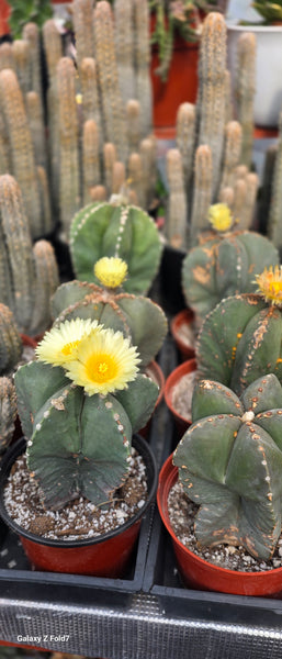 Astrophytum