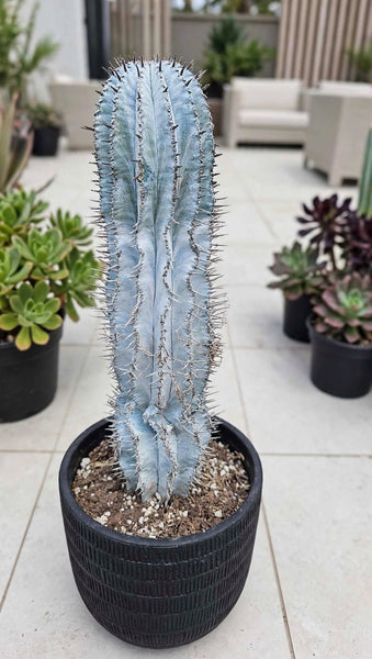 Hybrid Euphorbia Horrida