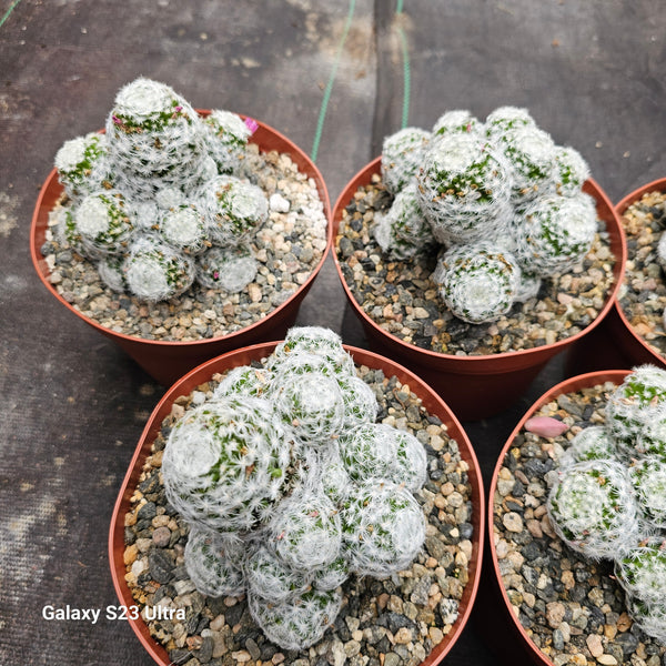 Crested Mammillaria Baumii