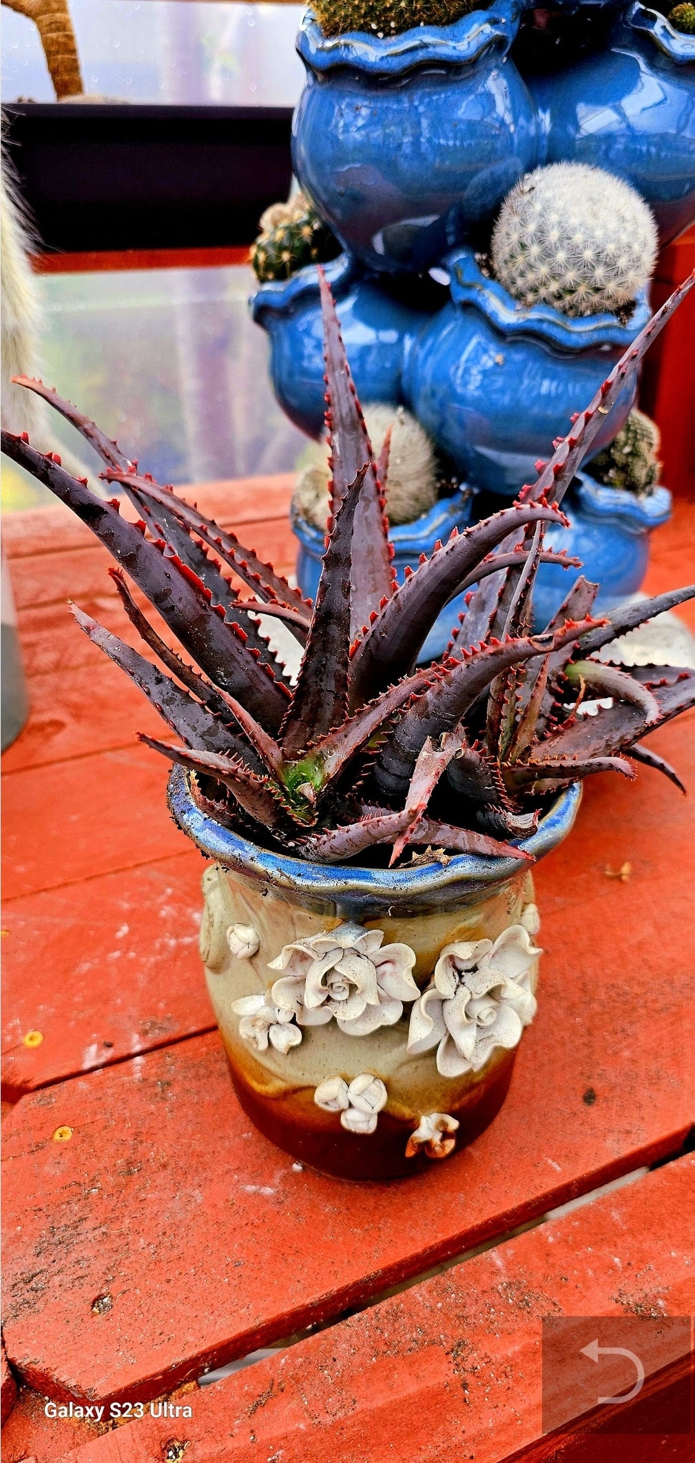 Aloe – Tagged 