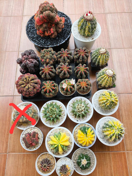 Melocactus Neryi Nariegata