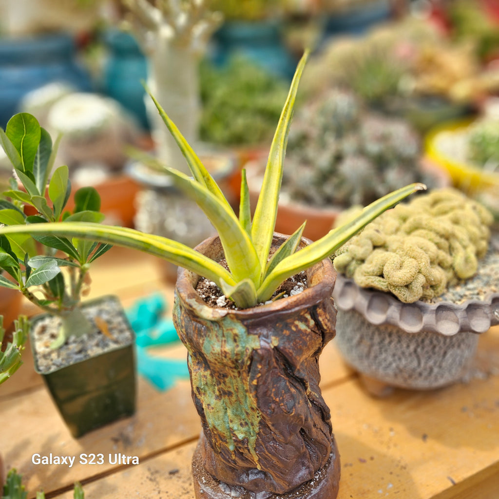 sansevieria gracillima Sansevieria Gracillima – AceMegaSucculents