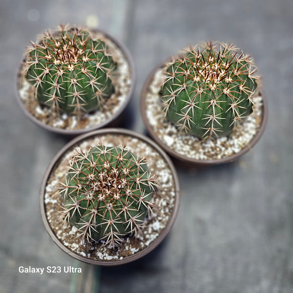 Melocactus Conoideus