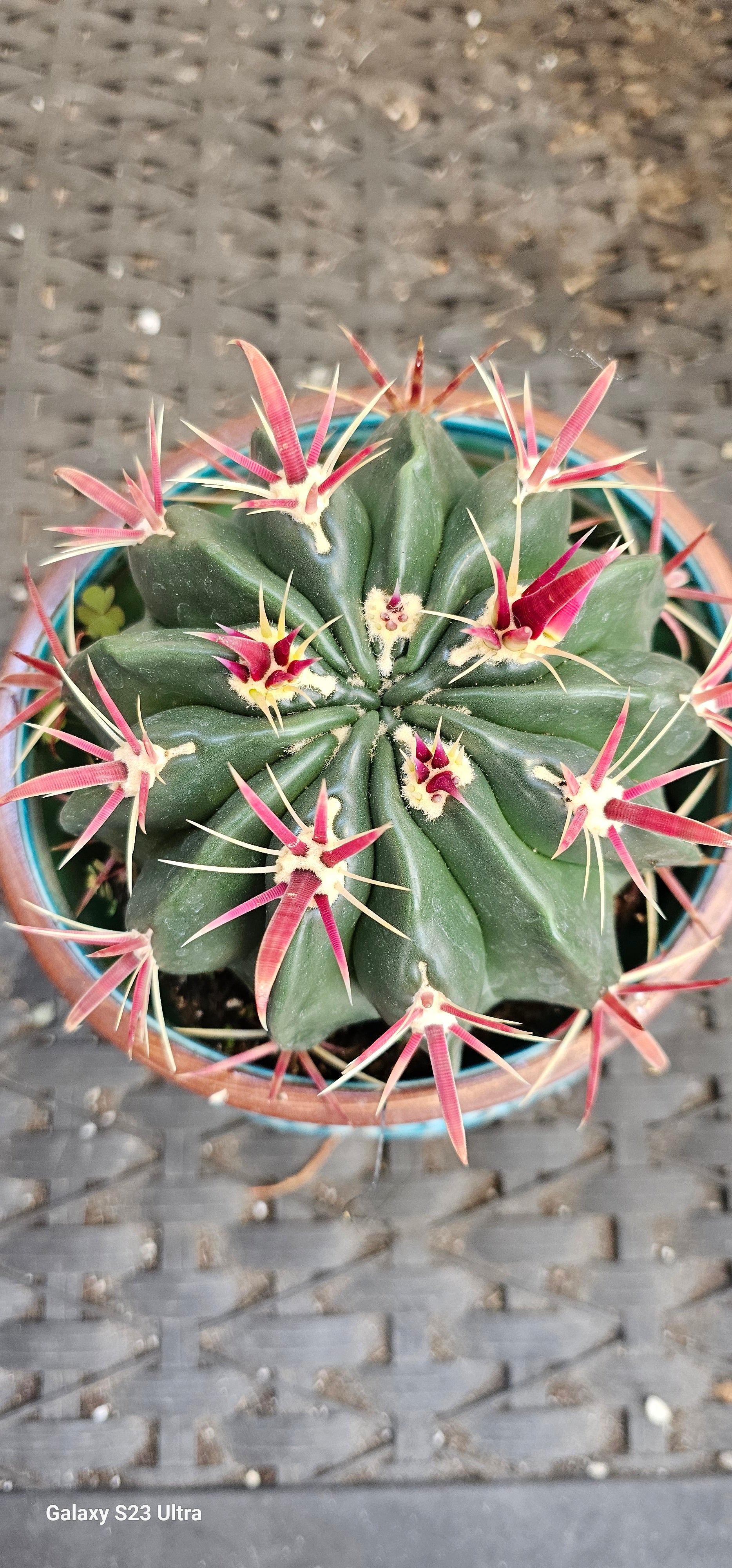 devil's tongue cactus Devil Tongue Barrel Cactus – AceMegaSucculents
