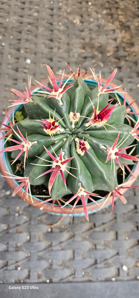 Devil Tongue Barrel Cactus