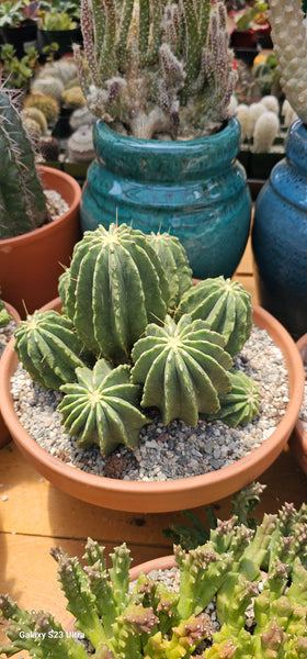 Ferocactus glaucescens cv. Inermis