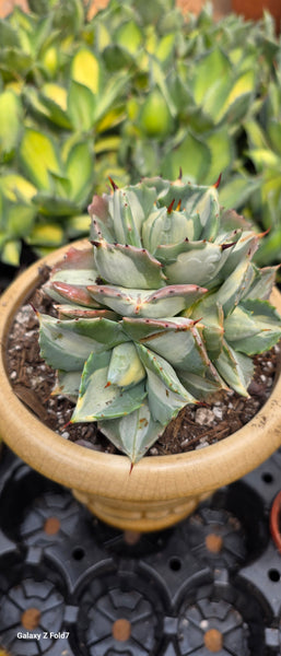 Agave isthmensis Ohi Raijin Shiro Nakafu