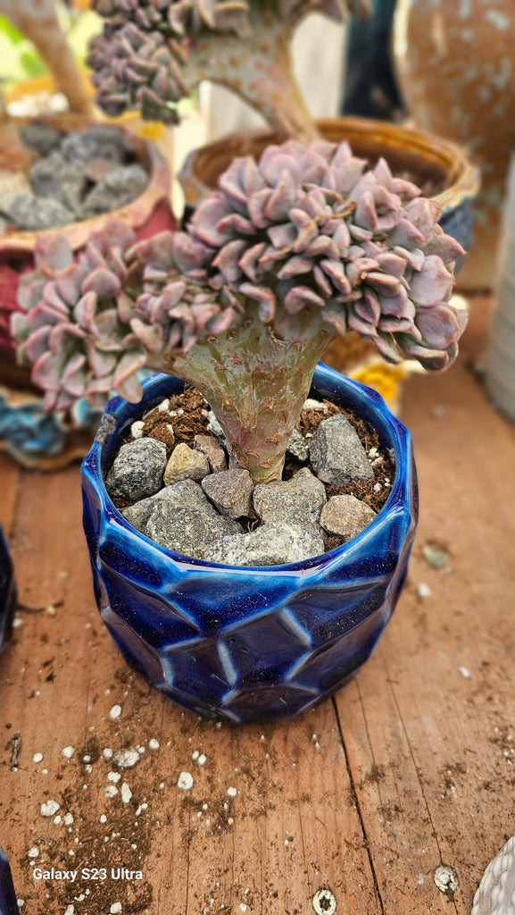 cubic frost succulent care Cubic frost crested – AceMegaSucculents