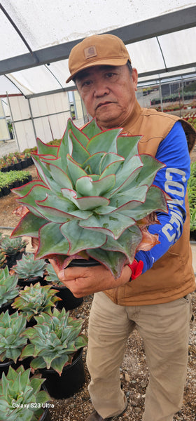 Echeveria Fire and Ice