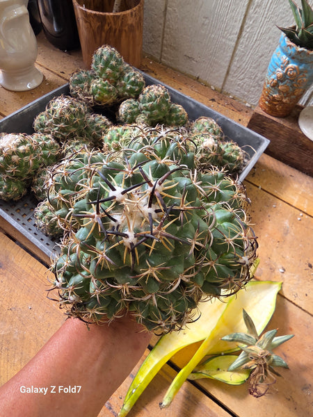 Coryphantha tripugionacantha 8"