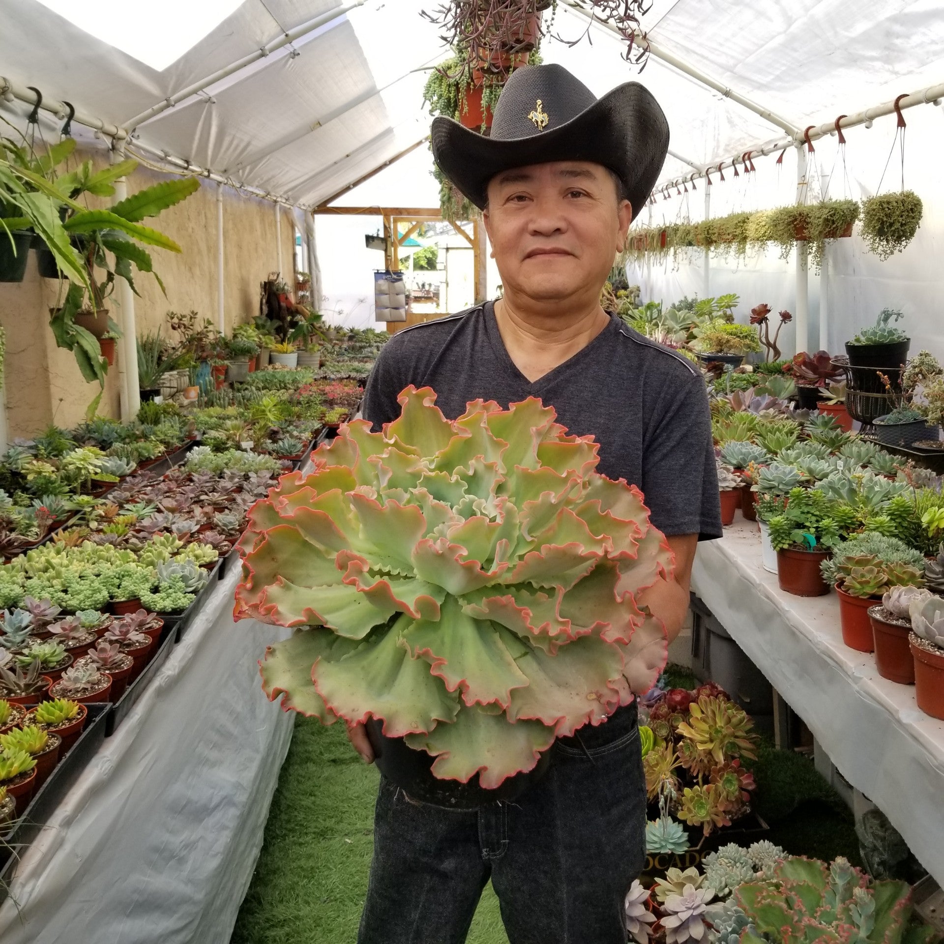first lady succulent Echeveria "First Lady" – AceMegaSucculents