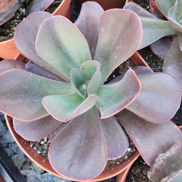 Echeveria Hortencia