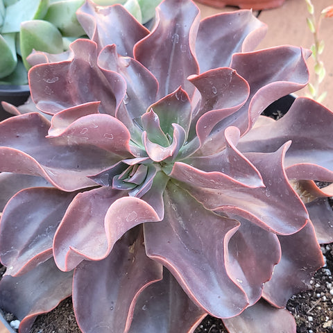 Echeveria Autumn Flame